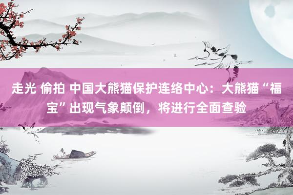 走光 偷拍 中国大熊猫保护连络中心：大熊猫“福宝”出现气象颠倒，将进行全面查验